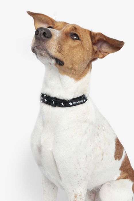 Zadog Collar